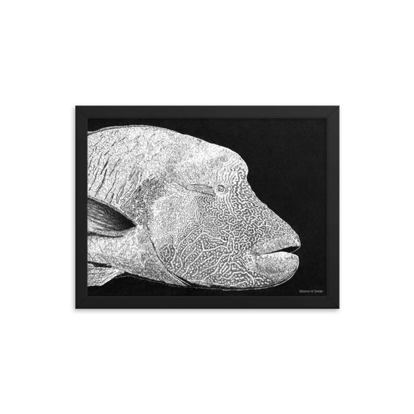 Humphead Wrasse Art Print