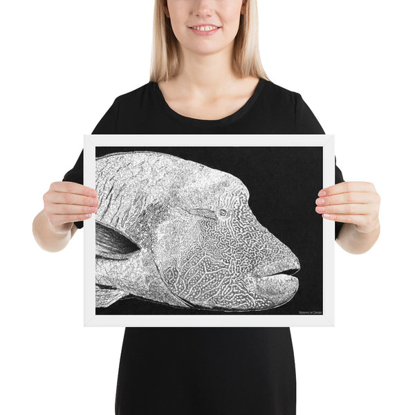 Humphead Wrasse Art Print