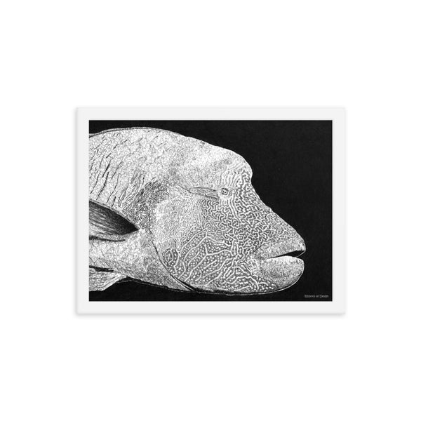 Humphead Wrasse Art Print