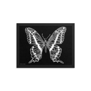 Schaus Swallowtail Art Print