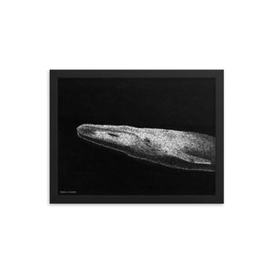 Blue Whale Art Print