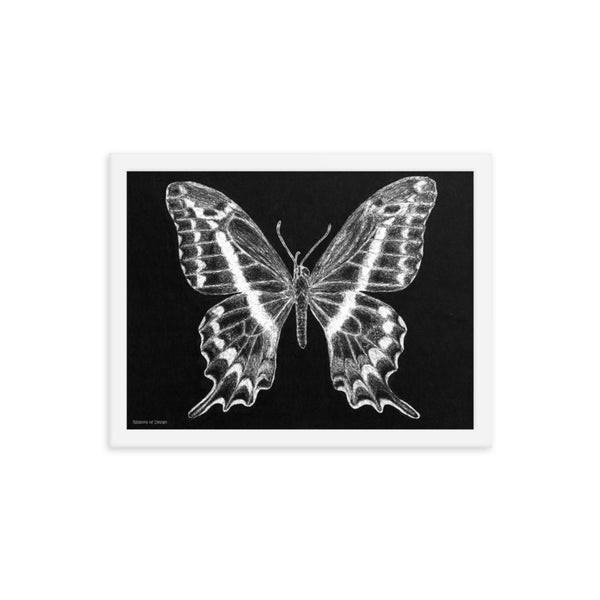 Schaus Swallowtail Art Print