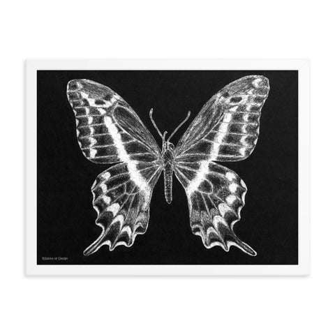 Schaus Swallowtail Art Print