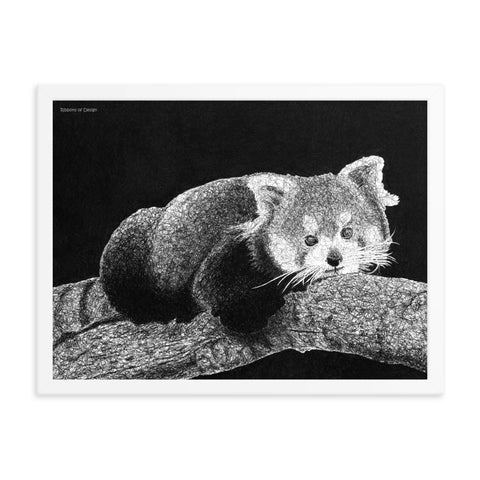 Red Panda Art Print